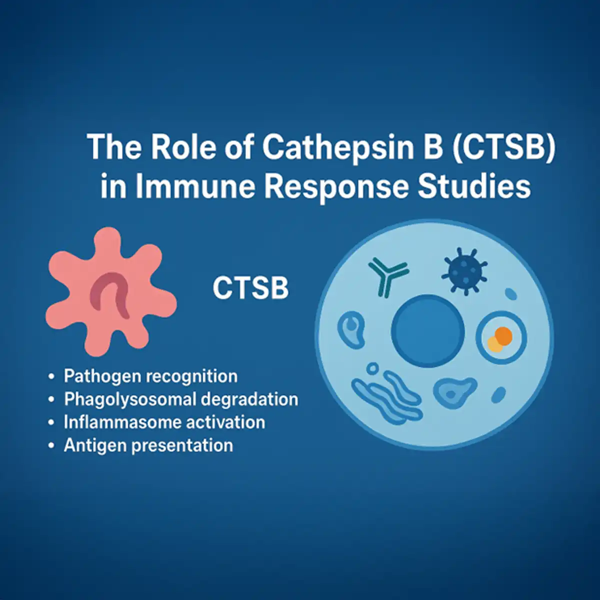 The Role of Cathepsin B (CTSB) in Immune Response Studies